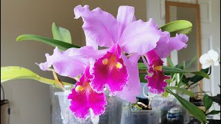 Cattleya warscewiczii how I bloom the species with the largest orchid flowers indoors in UK [upl. by Tiffany]