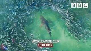 Shark devours wall of mullets  Seven Worlds One Planet  BBC Earth [upl. by Myriam]