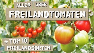 Freilandtomaten  Anbau Tipps Sorten  Tomaten anbauen [upl. by Narib231]