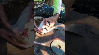 Flat fish cutting skills fish shorts [upl. by Januisz746]