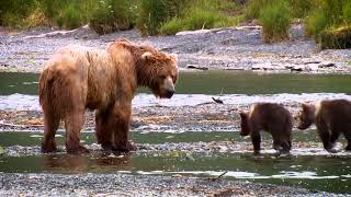 Out in the wild  Mom bear and her babies searching for food [upl. by Carn602]