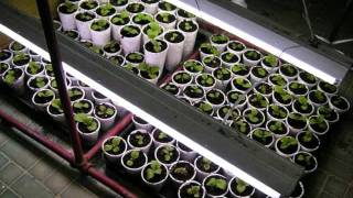 How To Germinate And Start Tobacco Seeds [upl. by Airun]