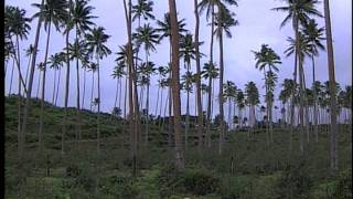 Taveuni Island Fiji [upl. by Rennug518]