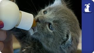 How to Bottle Feed Kittens [upl. by Idelson]