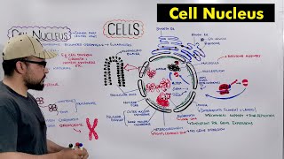 Cell Nucleus quotStructure and Functions of Nucleusquot Detailed Series [upl. by Crompton]