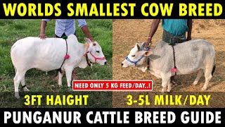 Punganur Cow Farming  Worlds Smallest Cow Breed  Dwarf Cattle Breed [upl. by Rodl]