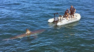 Great white shark interrupts police operation in South Australia [upl. by Arriet351]