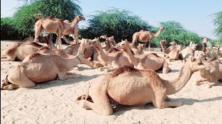 camel galaxy on sand  desert oasis  camels are resting at village well after quenching thirst [upl. by Justina953]