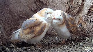 What Are the Signs Barn Owls Are Ready to Breed  LIVE QampA  Discover Wildlife  Robert E Fuller [upl. by Esylla220]