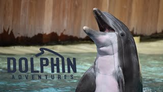 Dolphin Days Full Show  SeaWorld San Diego 2021 [upl. by Catlin]