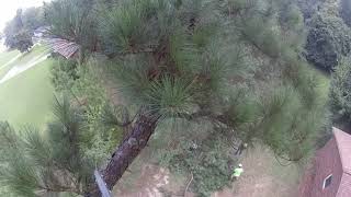 Tall Pine Tree Topping Near a House  Part 1 [upl. by Raychel608]