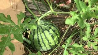 When You Should Or Shouldn’t Water Watermelon Vines [upl. by Bortman]