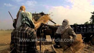 Wheat threshing captured in slow motion [upl. by Lietman]