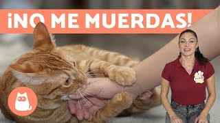 ¿Por qué mi GATO me MUERDE DE REPENTE ⚡ Causas y Qué Hacer [upl. by Nailuj]