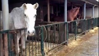 Our stables beginning to flood in the wet weather  Easy Horse Care Rescue Centre [upl. by Driskill]