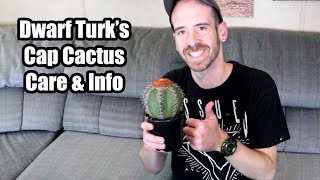 Dwarf Turks Cap Cactus Care amp Info Melocactus matanzanus [upl. by Ahsilif740]