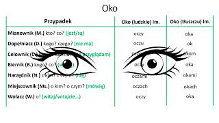 Rzeczownik lekcja 3 osobliwości w odmianie rzeczowników [upl. by Cleveland]