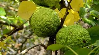 Maclura pomifera [upl. by Siraved]