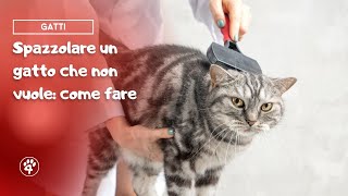 Spazzolare un gatto che non vuole come fare  Amoreaquattrozampeit [upl. by Ulysses]