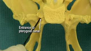 114 Step 24 Pterygoid canal and pterygopalatine fossa [upl. by Rebak]