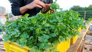 Rooftop Gardening The Most Effective and Freshest Way to Grow Coriander at Home [upl. by Ahsinawt]