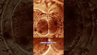 ¿Qué Es La Mitosis  BiologíaDesdeCero [upl. by Yztim389]