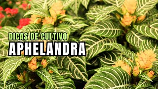 APHELANDRA Dicas de Cultivo [upl. by Gloriana]