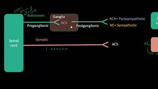 Autonomic Pharmacology  Lecture 1  Intro For Students [upl. by Ennaer]