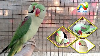 Alexandrine Parrot Breeding Season 2020 Breeding Tips [upl. by Schroth161]