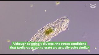 Understanding how intrinsically disordered proteins make tardigrades tough [upl. by Giraud]