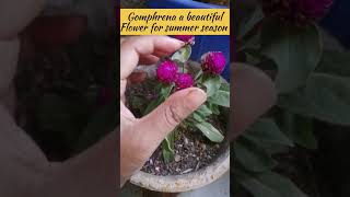 Gomphrena a beautiful flower for summer season shorts ashortaday youtubeshorts [upl. by Jedlicka]