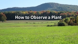 How to Observe a Plant [upl. by Nnasus]