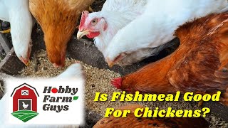 The Pros amp Cons Of Feeding Fishmeal to Chickens [upl. by Moriah619]