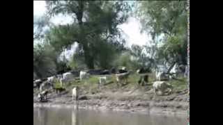 The Danube Delta part 1 of 6 [upl. by Arihsan690]