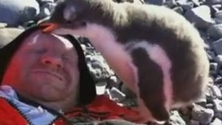 Baby penguin sits on mans face [upl. by Anisirhc]