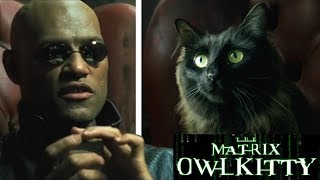 Morpheus meets my Cat The Matrix [upl. by Ravilob89]