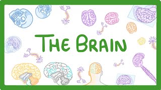 GCSE Biology  The Brain 30 [upl. by Cornie]