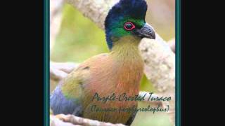 PurpleCrested Turaco [upl. by Anek]