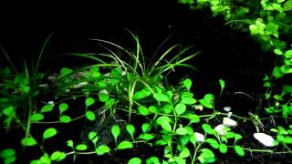 Echinodorus tenellus  aquatic plants guide [upl. by Trbor512]