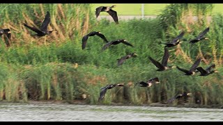 1131110 The great cormorants flying home after fishing at Grand Hotel [upl. by Alver380]