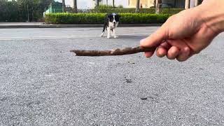 Border Collie Maya plays stick fetching [upl. by Suidaht]