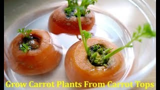 How to grow Carrot Plant from Carrot tops to yield seeds [upl. by Sperling]