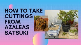 How To Take Cuttings From Azalea Azalea Cuttings [upl. by Adranoel35]