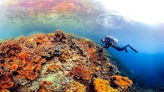 Ocean A 360degree tour of the mysterious magical corals of Palau [upl. by Sire599]