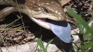 Angry blue tongue lizard Tiliqua scincoides [upl. by Karna708]