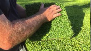 Plant Tiles of Dichondra repens [upl. by Nappy]