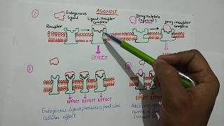 Agonist amp Antagonist  What is Agonist   What is Antagonist   Agonist definition  Pharmacology [upl. by Meekahs]