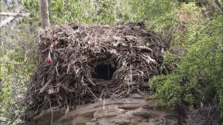 The truly remarkable massive domeshaped Hamerkop nest [upl. by Nanette]