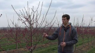 Ausdünnen zur Blüte bei MarillenAprikosen [upl. by Frohne]