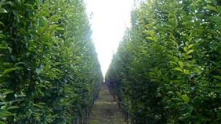 Sap Trees Carpinus betulus Fastigiata 1012cm girth [upl. by Trill]